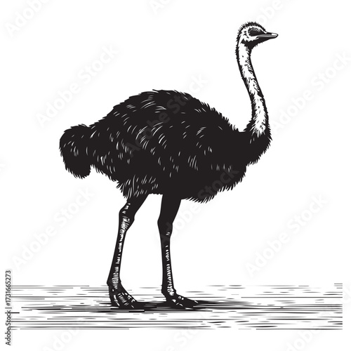 Silhouette of an ostrich standing on a white background, showcasing its long neck and feathered body on transparent background 