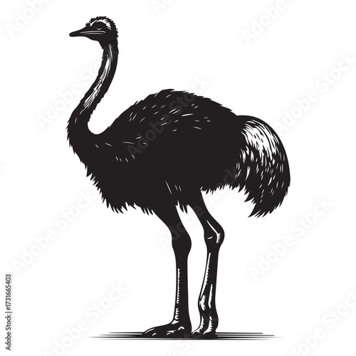 Silhouette of an ostrich standing on a white background, showcasing its long neck and feathered body on transparent background 