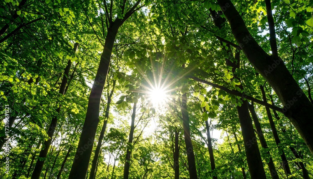 Obraz premium Sunlight filters through lush forest canopy