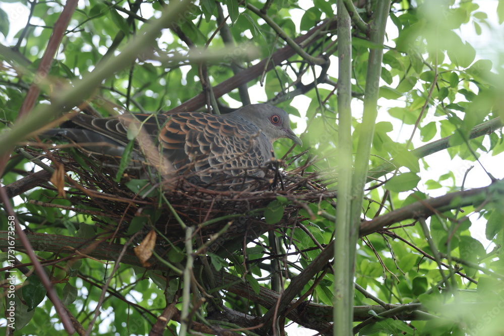 Fototapeta premium Oriental turtle dove or rufous turtle dove (Streptopelia orientalis orientalis) is a member of the bird family Columbidae. This photo (nesting) was taken in Japan.