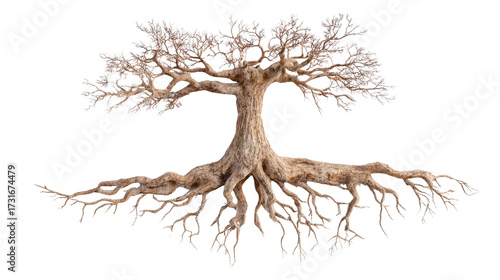 tree with wide roots top view with natural textures isolated on a Transparent background, PNG file.
