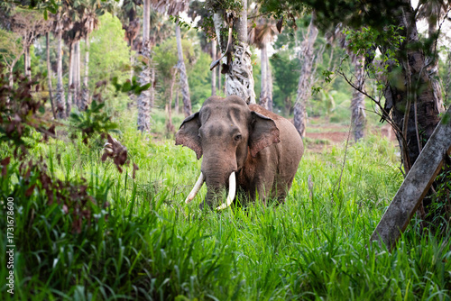 Photos "Large Tusker Deega in Natural Habitat, Sri Lanka