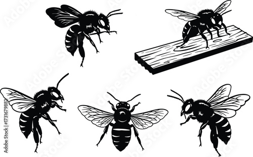 Bee illustration, insect drawing, entomology sketch, flying bee, honeybee artwork, black and white insect, detailed bee anatomy, natural science art