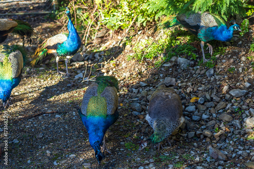 Several colorful peacocks and peahens search for food on a rocky forest floor