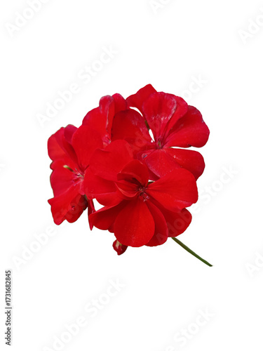 red flowers png