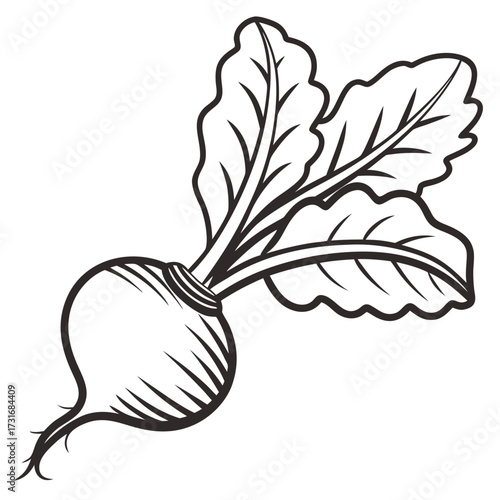 Radish illustration with big leaves isolated