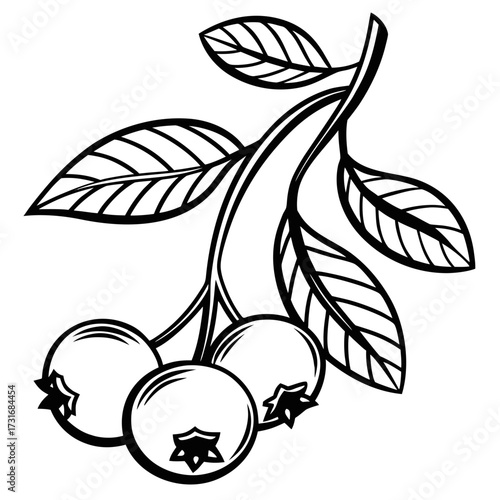 Black and white drawing of blueberries on branch with leaves