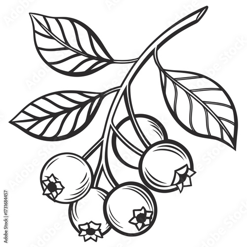 Branch of blueberry illustration