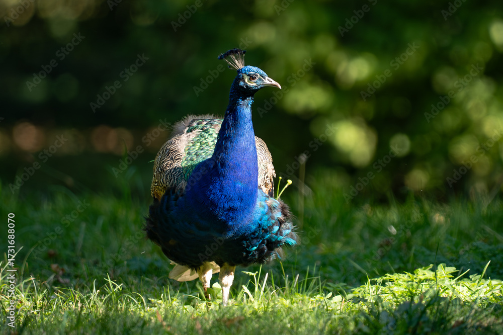 Obraz premium peacock in the park