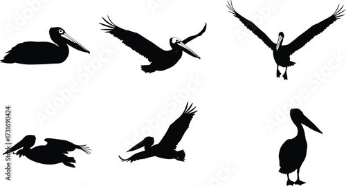 PrintPelican silhouette, flying pelican, standing pelican, bird in flight, coastal wildlife, seabird illustration, black silhouette, pelican landing, pelican pose, nature