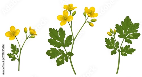 Watercolor illustration of yellow flowers with green leaves on white background