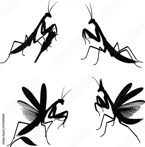 PrintPraying mantis silhouette, insect illustration, mantis wings spread, defensive posture, entomology drawing, insect anatomy, black silhouette, insect behavior, biology illustration, mantis artwork
