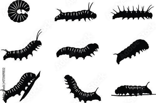 PrintSilhouette caterpillar larvae collection, insect shapes, entomology illustration, black vector bugs, segmented worm forms, biology study, nature diversity, educational design