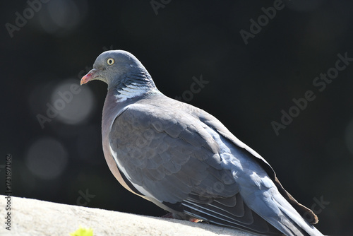 Obraz na płótnie pigeon des villes