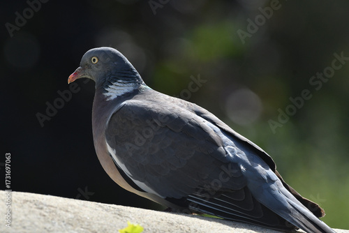 pigeon des villes