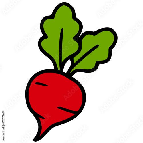 vector illustration of a red radish