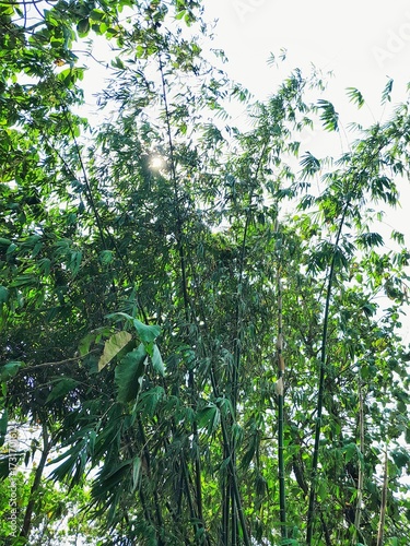 Sunlight filters through the dense thicket of leaves and bamboo trees