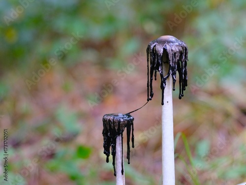 Schopftintling verfaul