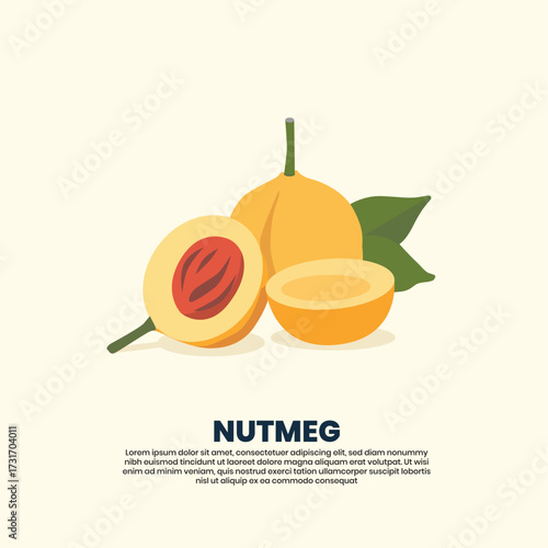 Minimalist Isometric Vector of Nutmeg Fruit – Spice and Culinary Illustration