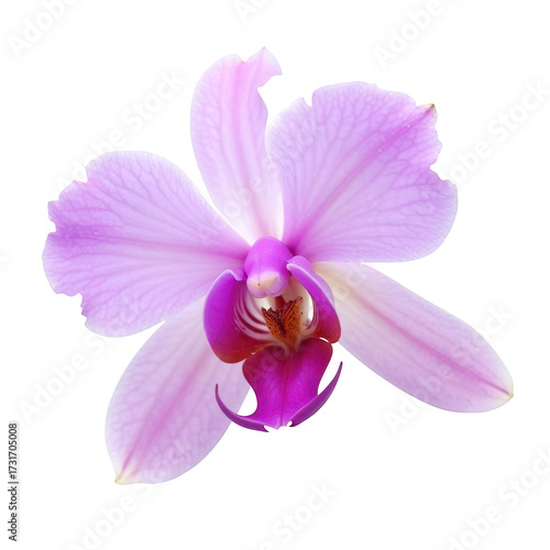 Vivid pink orchid flower with delicate petals and intricate details, showcasing natural beauty and elegance in full bloom