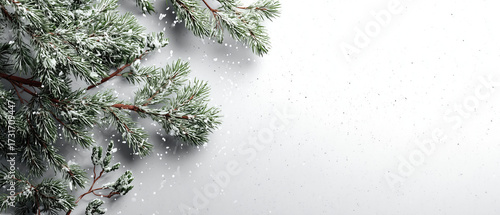 Snowy pine branches on white background