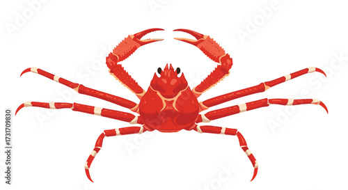 A vibrant red snow crab with long slender legs and prominent claws. Its body is covered in a detailed carapace.