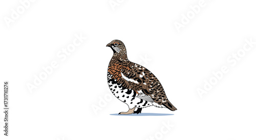 A camouflaged forest bird stands on a white background.