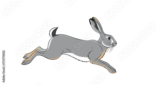 A gray rabbit runs across a white background.