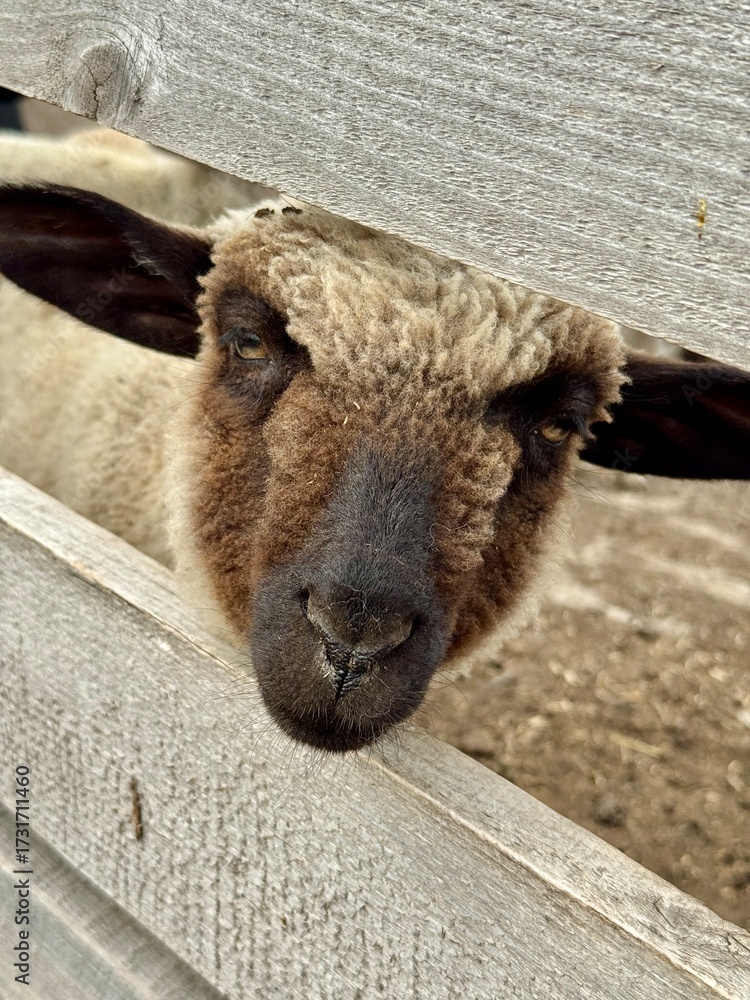 Obraz premium cute brown nose sheep lamb in a fence on a farm, Ukraine