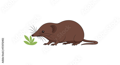 A tiny brown shrew inspects a small green plant.