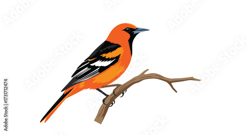 An illustration of an oriole bird perched on a branch.