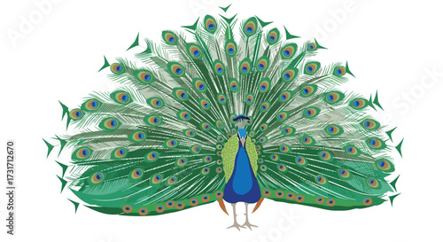 A beautiful peacock displaying its vibrant iridescent tail feathers.
