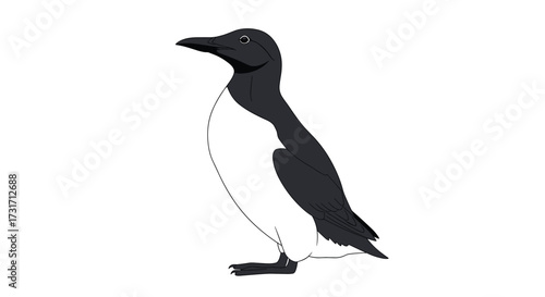 A black and white bird stands on a white background.