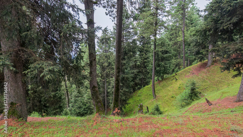 Whispers of pines, shadows of peaks — Yousmarg’s forest holds a quiet song.