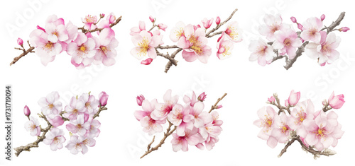 Elegant Watercolor Sakura Cherry Blossom Branches Illustration Set. Hand-Painted Japanese Spring Floral Clipart with Pink Petals, Branches & Leaves. Romantic Botanical Art Collection PNG