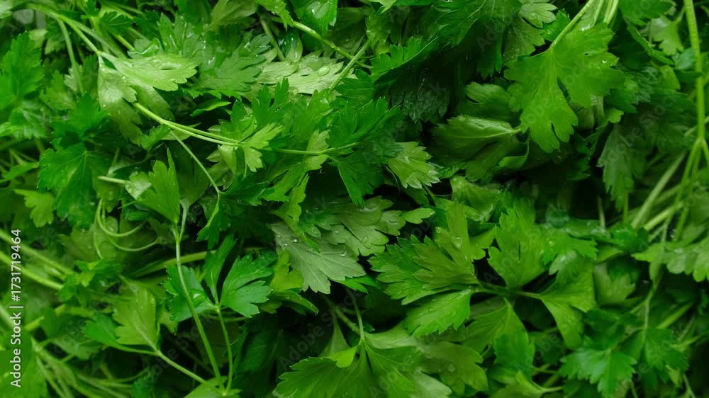 Close up of green parsley background. Fresh parsley leaves backdrop rotating. Organic cultivation. full frame of green parsley leaves spinning in close-up. Ingredients for cooking food. Beauty shot.