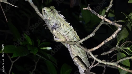 Wallpaper Mural Indian Garden Lizard between tree branches at night. Torontodigital.ca