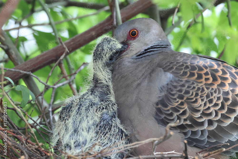 Obraz premium Oriental turtle dove or rufous turtle dove (Streptopelia orientalis orientalis) is a member of the bird family Columbidae. This photo (nesting) was taken in Japan.