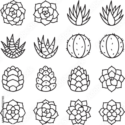 Succulent Collection: A carefully curated assortment of exquisite, monochrome succulent illustrations showcases a diverse range of textures, forms, and botanical charm.