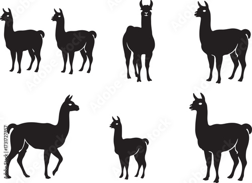 Silhouette of Alpacas: Elegant silhouettes of alpacas in varied poses. Showing simplicity and tranquility. Representing the grace of these endearing animals.