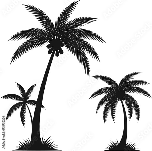 Palm tree silhouette illustration, tropical nature artwork, coconut tree design, black and white foliage sketch, decorative landscape element, exotic plant drawing