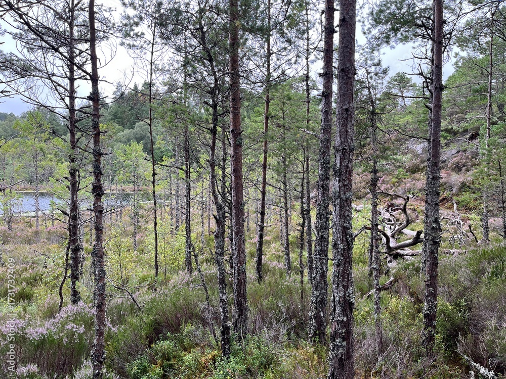 Fototapeta premium Glen Affric, au cœur des Highlands d'Ecosse une vallée exceptionnelle