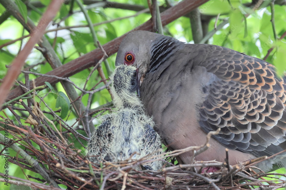 Fototapeta premium Oriental turtle dove or rufous turtle dove (Streptopelia orientalis orientalis) is a member of the bird family Columbidae. This photo (nesting) was taken in Japan.