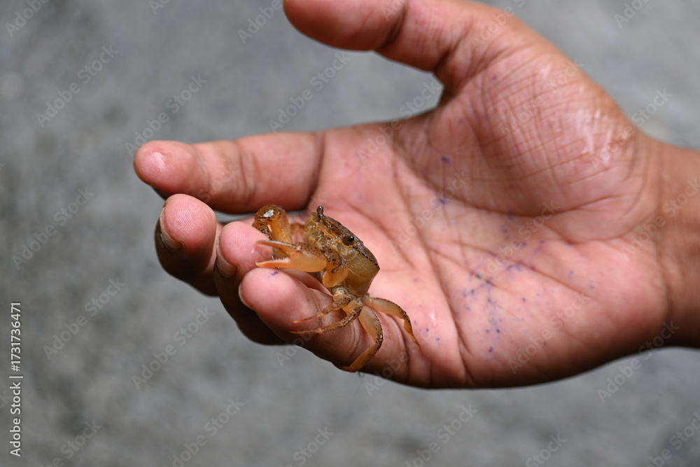 Obraz premium Barytelphusa cunicularis crab. It is a common species of freshwater crab found in India. It is found in large quantities in rice fields during the monsoon season in India. Edible red crab.