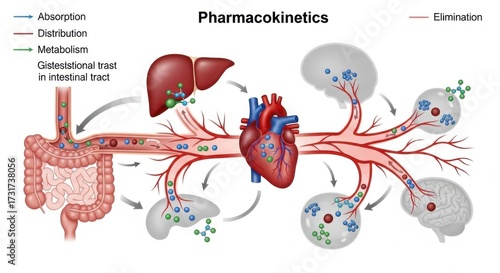 Conceptual Visualization of Drug Pharmacokinetics Absorption and Distribution
