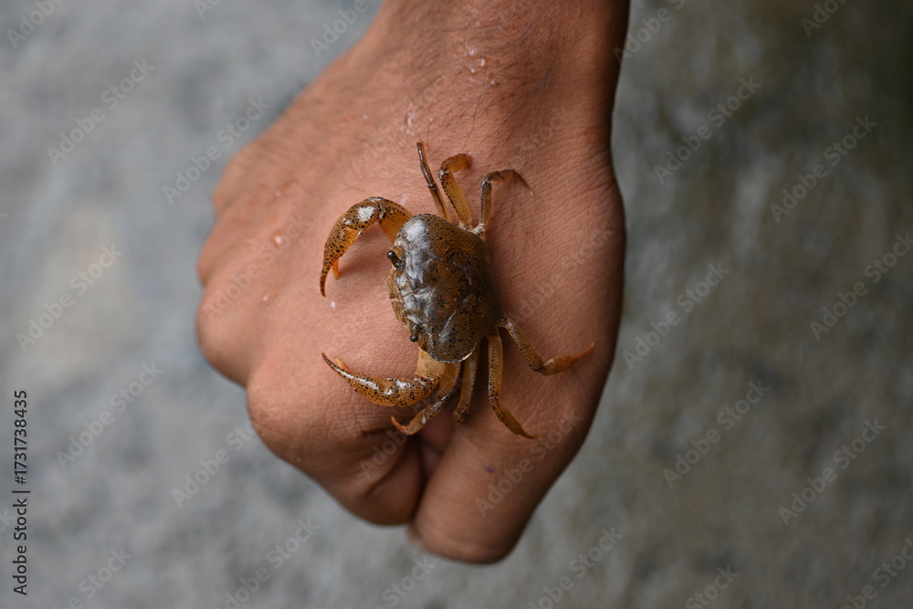 Naklejka premium Barytelphusa cunicularis crab. It is a common species of&nbsp;freshwater crab&nbsp;found in&nbsp;India. It is found in large quantities in rice fields during the monsoon season in India. Edible red crab. 
