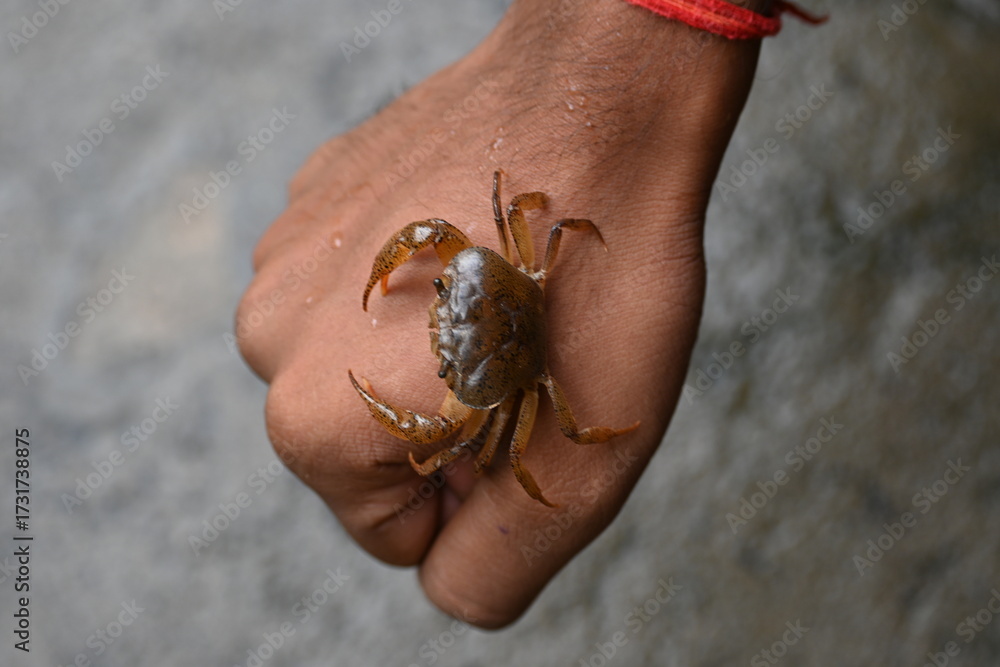 Obraz premium Barytelphusa cunicularis crab. It is a common species of freshwater crab found in India. It is found in large quantities in rice fields during the monsoon season in India. Edible red crab.