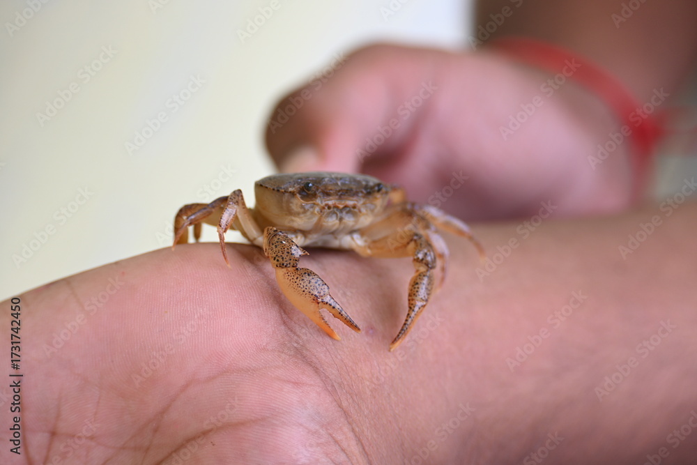 Obraz premium Barytelphusa cunicularis crab. It is a common species of freshwater crab found in India. It is found in large quantities in rice fields during the monsoon season in India. Edible red crab.