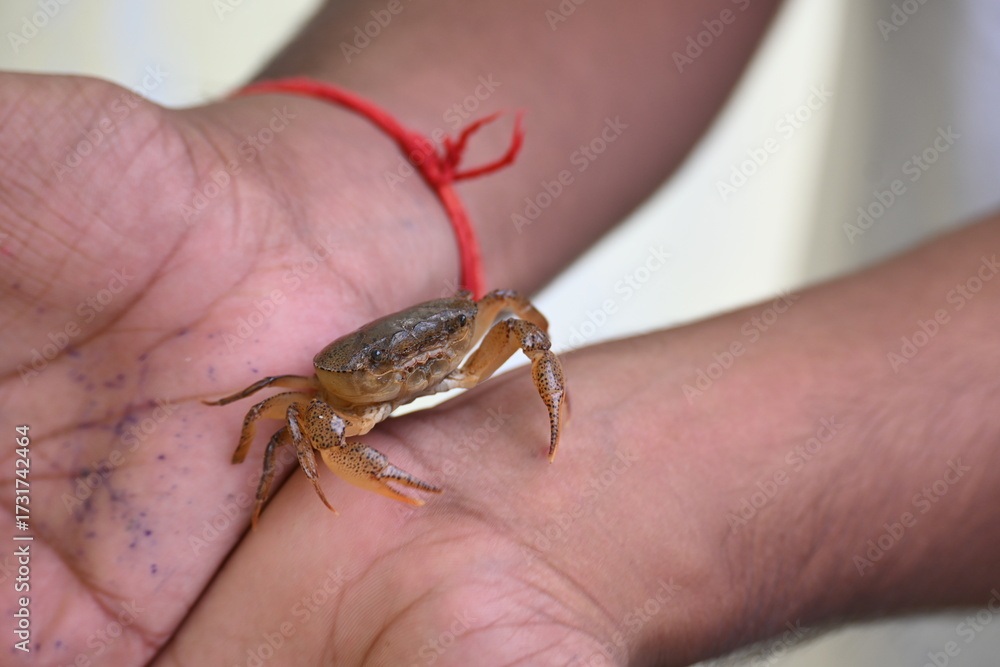 Obraz premium Barytelphusa cunicularis crab. It is a common species of&nbsp;freshwater crab&nbsp;found in&nbsp;India. It is found in large quantities in rice fields during the monsoon season in India. Edible red crab. 