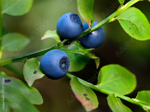 Owocujące krzewinki Borówka czarna (Vaccinium myrtillus L.)  jest znaną i cenioną rosliną naszych lasów.
Borówka czarna  Ma wiele nazw zwyczajowych, m.in. jagoda, czarna jagoda, czernica. jest synbole